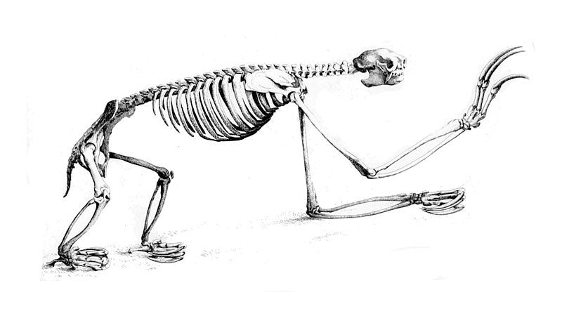 Sloths have extra vertebrae.