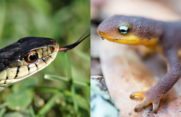 Left, a common garter snake and right, a rough-skinned newt. (Photos, from left: Sharon Day/shutterstock.com; Yuval Helfman/shutterstock.com)  On the 