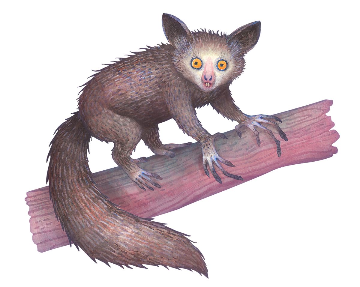 The only place to find an aye aye in the wild is in Madagascar.