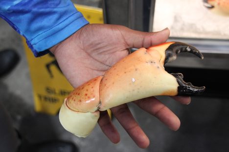 A "colossal" size claw at Key Largo Fisheries' Backyard Cafe.