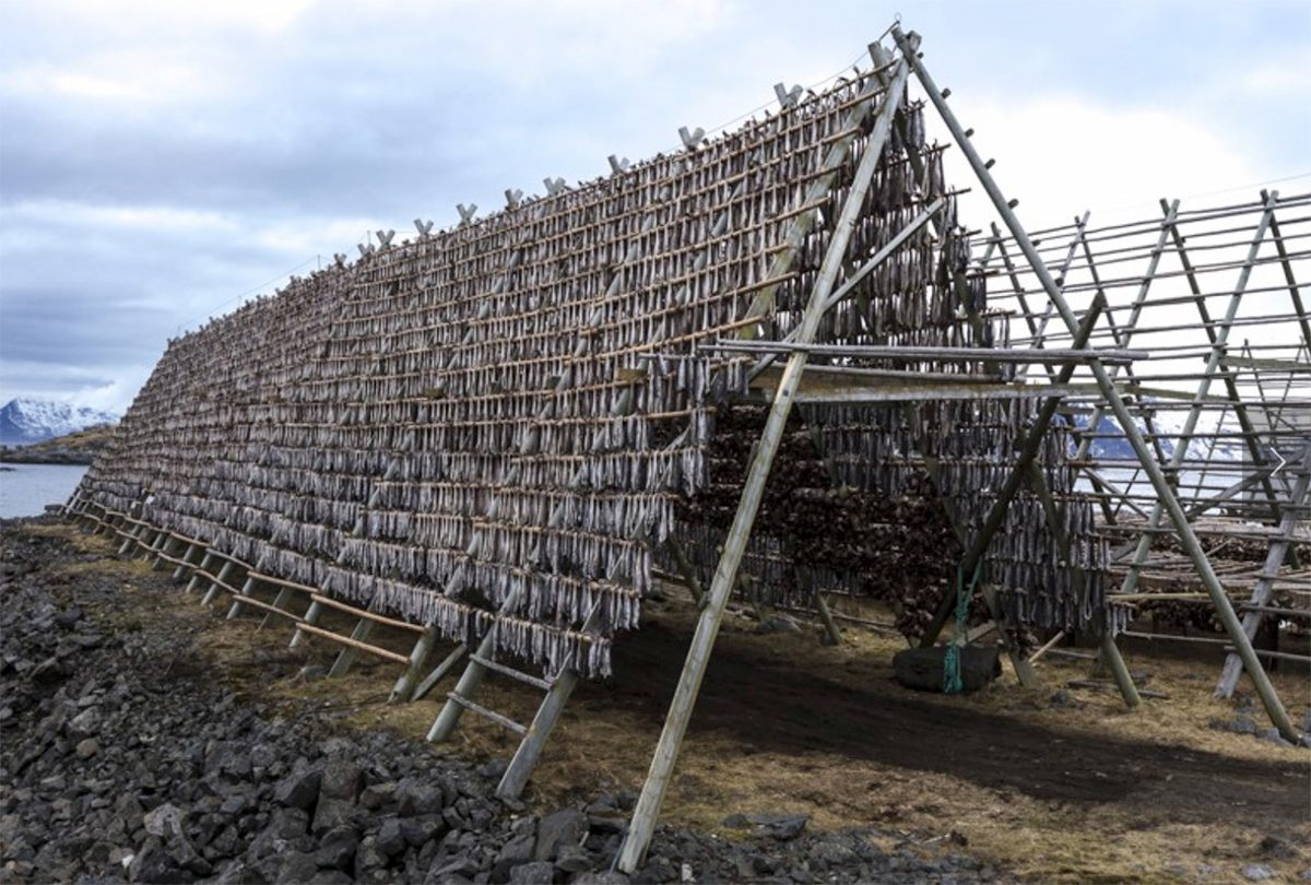 Dried Stockfish / Stockfish Cod From Norway by Spinel Company