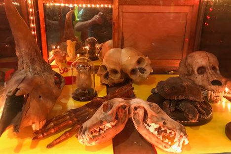 Remains of two-headed creatures