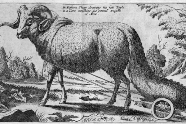 A 17th-century depiction of a fat-tailed sheep.