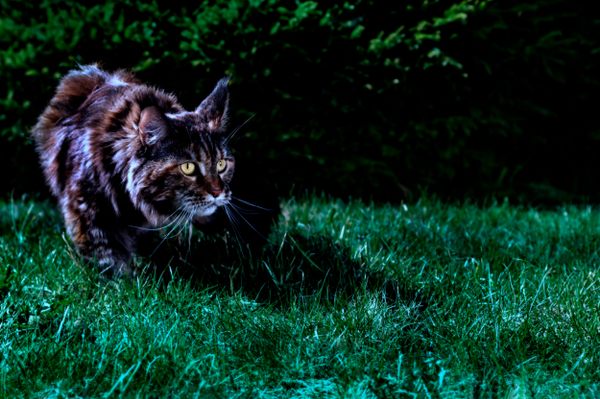 Research suggests that cats, solitary night hunters, are one of the greatest causes of bird mortality worldwide—a bigger threat than window and building collisions.