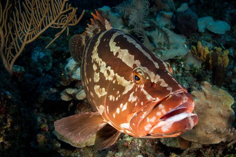 A Nassau grouper off the coast of Cuba.