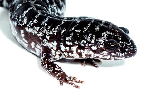 Meet the reticulated flatwoods salamander (Ambystoma bishopi).