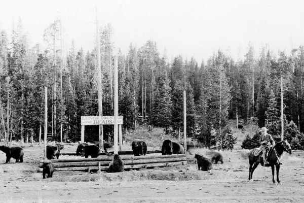 The bear "Lunch Counter" behind Old Faithful.