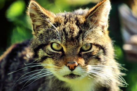 Scottish wildcats may be fluffy, but can be ferocious when cornered.