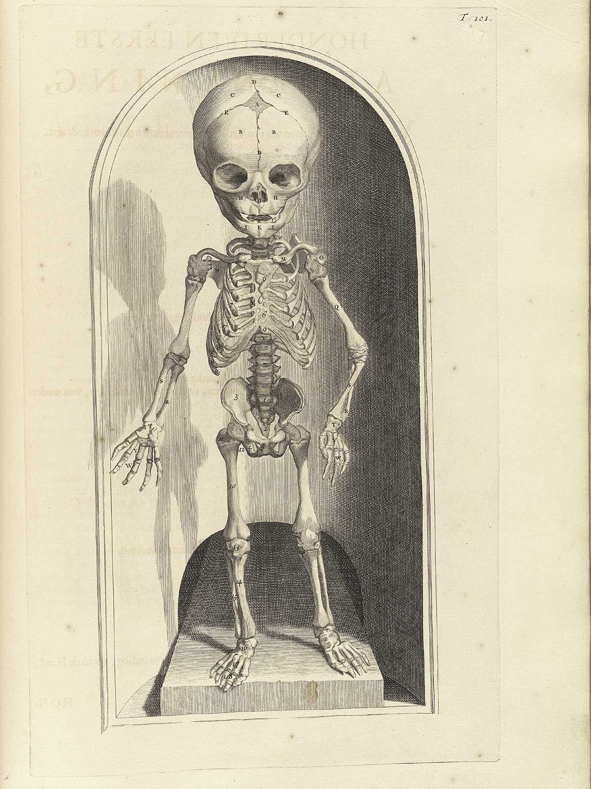 Bidloo's depiction of a fetus skeleton was unadorned.