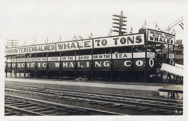 Monster Embalmed Whale show of the Pacific Whaling Company, date unknown
