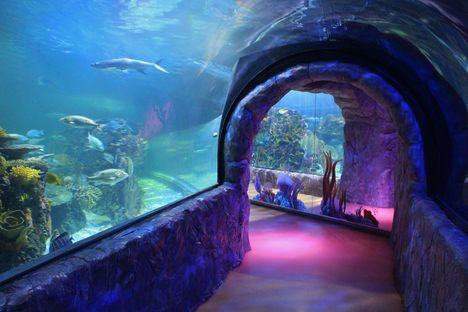 Acuario Inbursa