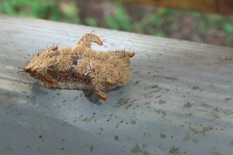 Watch This Strange-Looking Monkey Slug Take Over a Mailbox