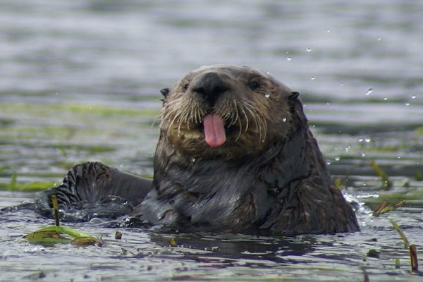 Can memes get people to care about ocean conservation? 