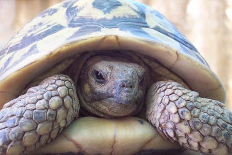 Mystery of Why Turtles Have Shells Solved After 8-Year-Old Finds Fossil