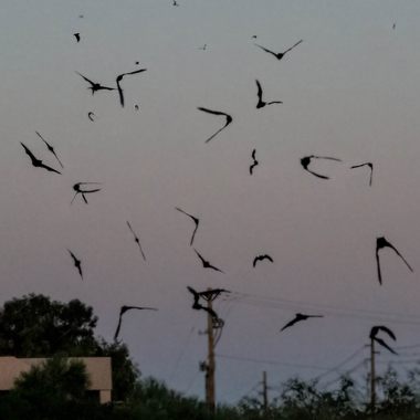 Silhouettes of bats flying around the Phoenix Bat Cave.
