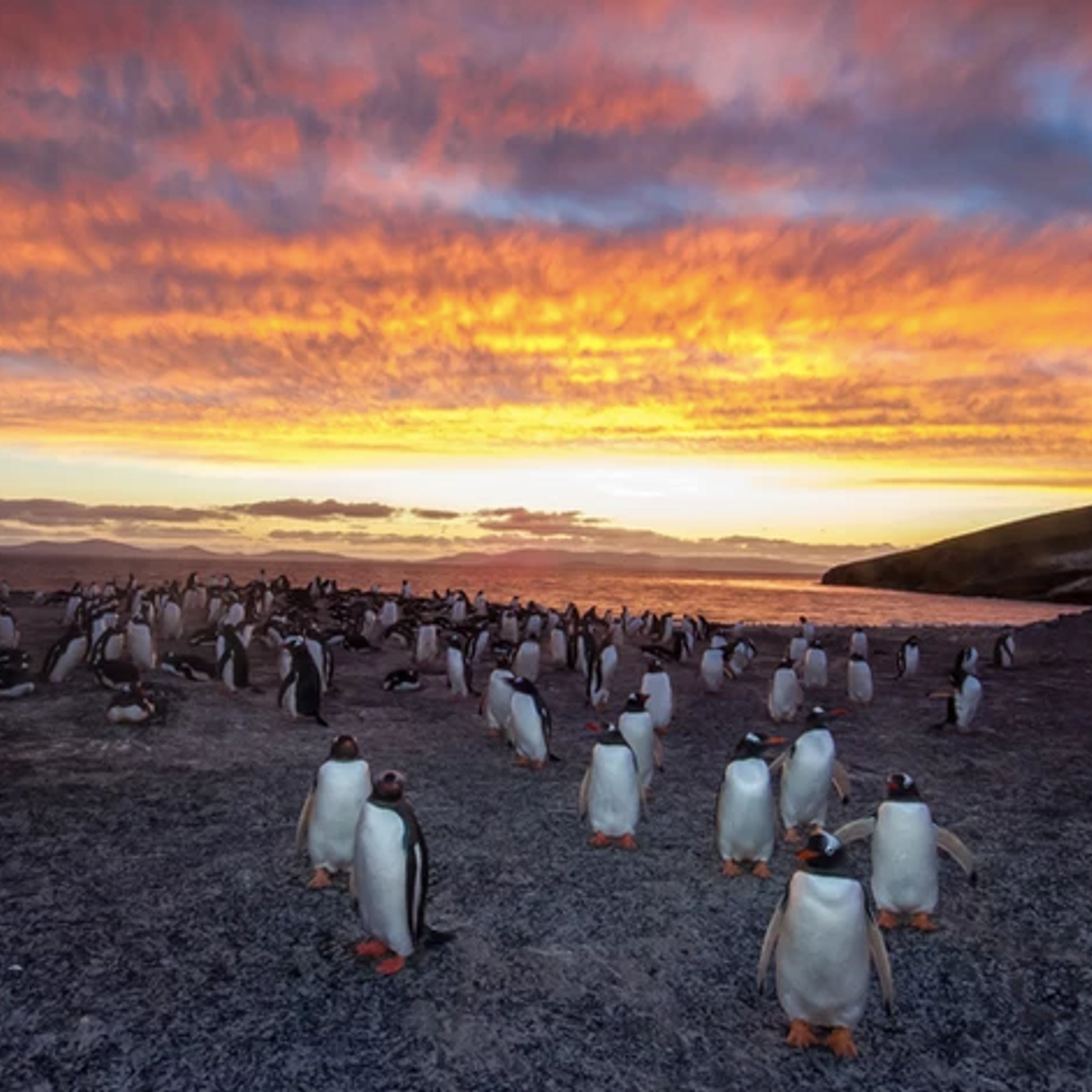 307 Gentoo Penguins--Saunders Island, Falklands.