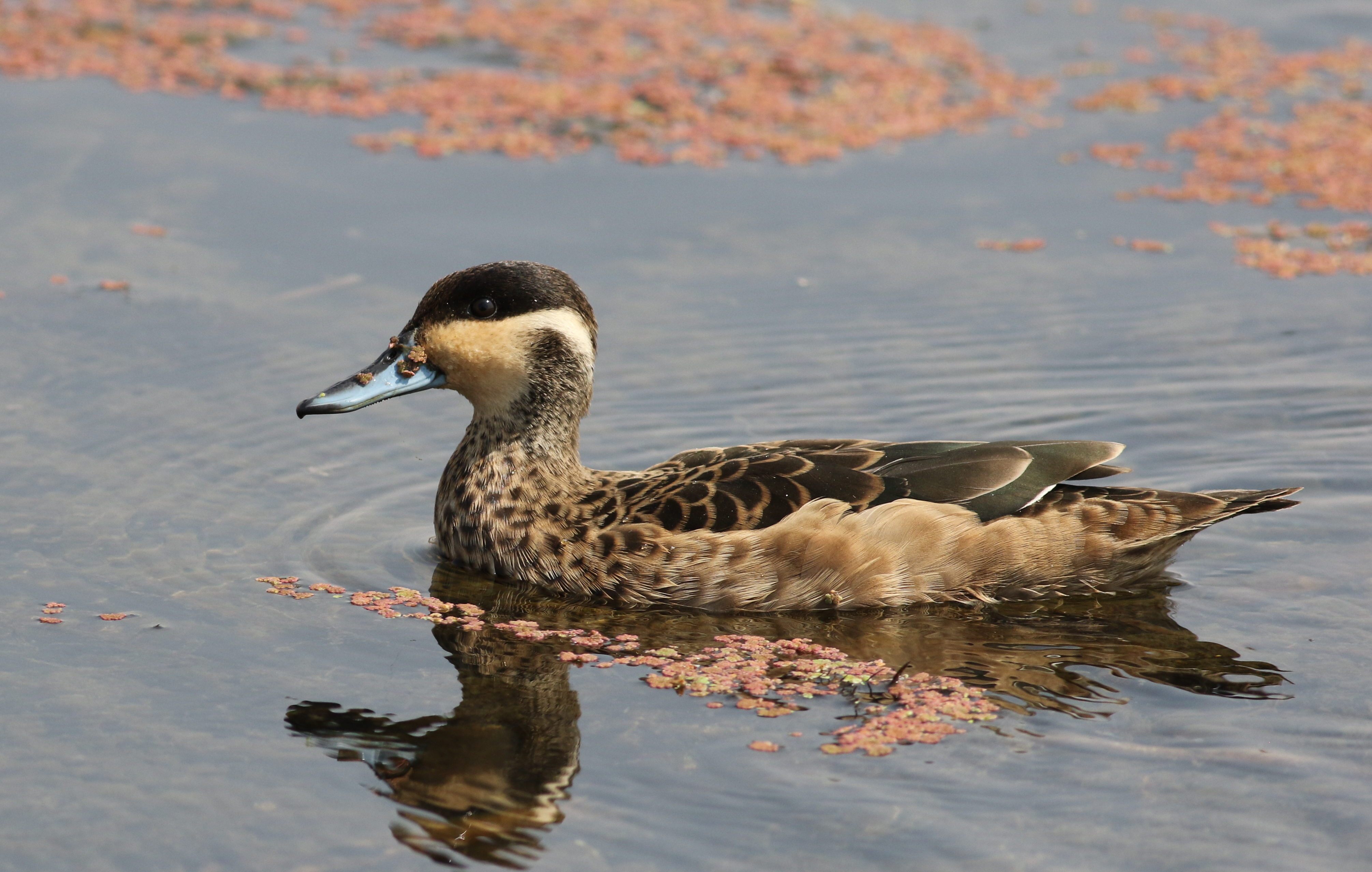 The bird formerly known (in Sweden) as the Hottentot teal.