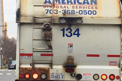 Hang in There, Garbage Truck Raccoon