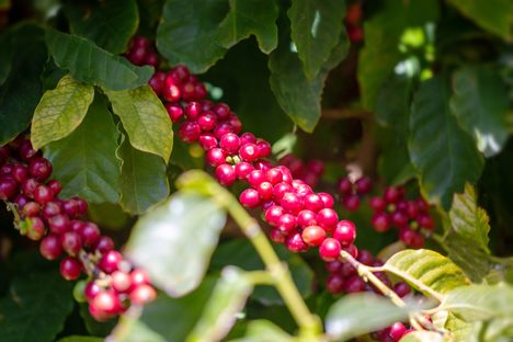 The Morettino's coffee plants in Palermo, Italy.