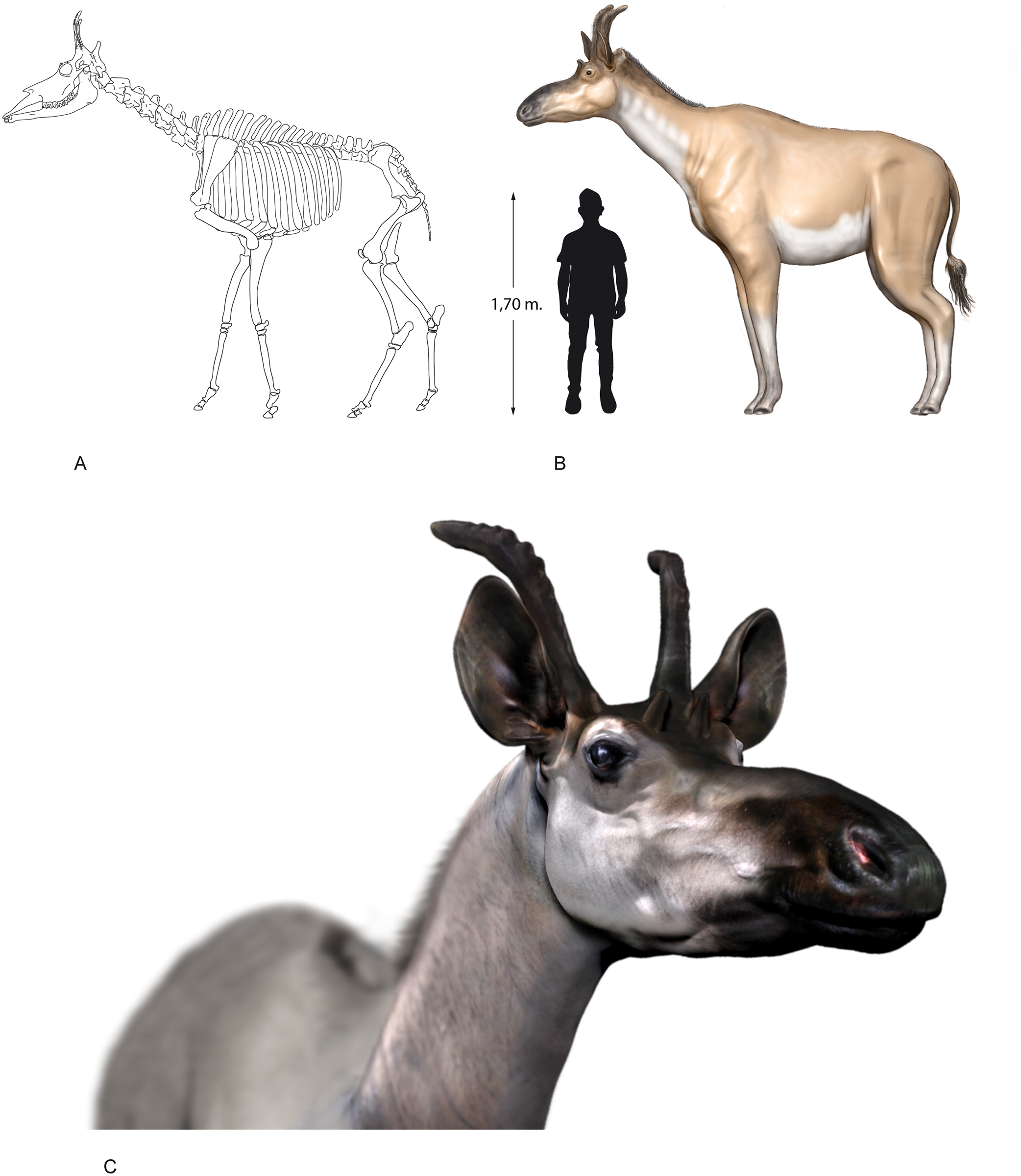 Male <em>D. rex</em> were about 9 feet tall, with two sets of horn-like ossicones.