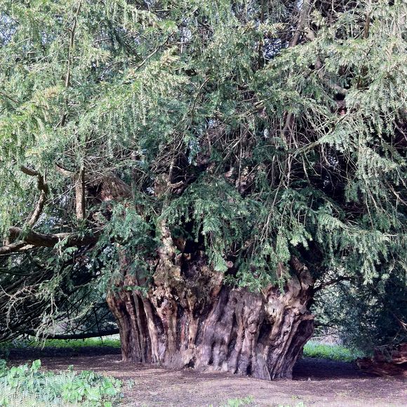 Survivor Tree (Scotland) - Wikipedia