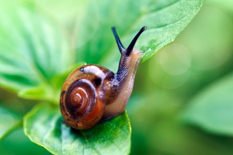 One distinction between a snail and a slug: The snail has a shell. 
