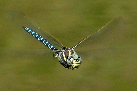 A male moorland hawker dragonfly and/or sexual predator. 