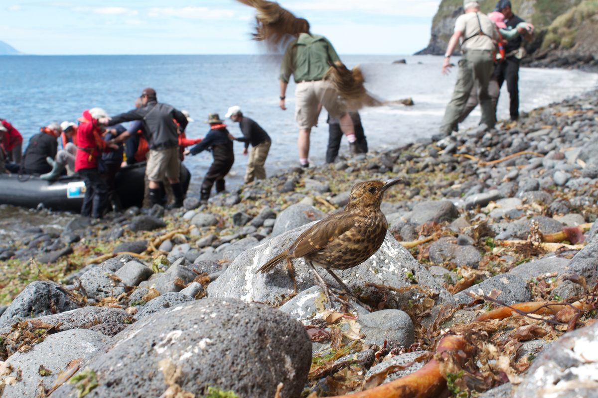 A thrush on Inaccessible's not-so-sandy shores.