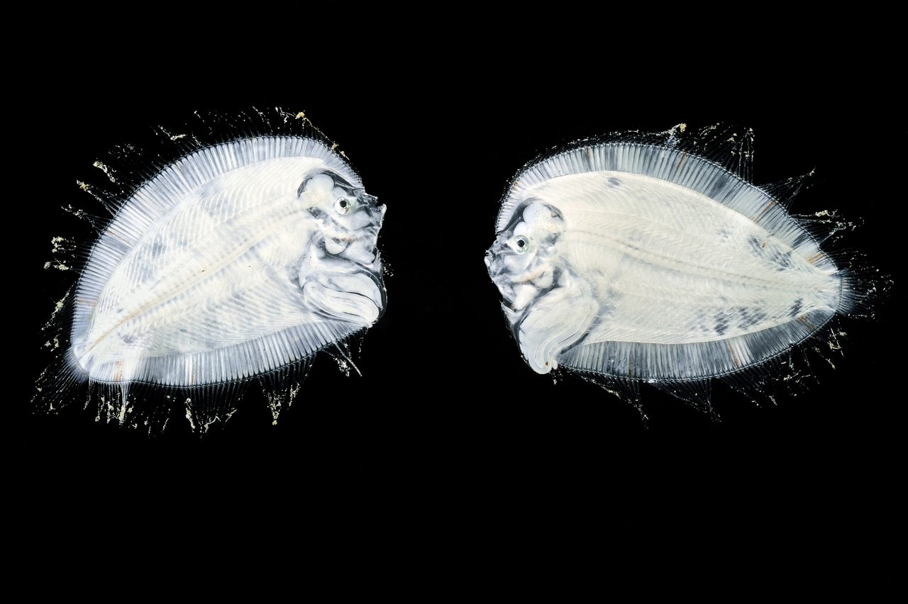 A pair of larval <em>Bothidae flatfish</em>, or left-eyed flounder, swim upright in what will be fleeting phase of body symmetry. Before long, these larvae will undergo an astounding transformation in which one of the fish’s eyes migrates to the other side of the head.  