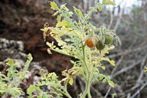 Solanum galapagense, one of two species of tomato native to the Galapagos.