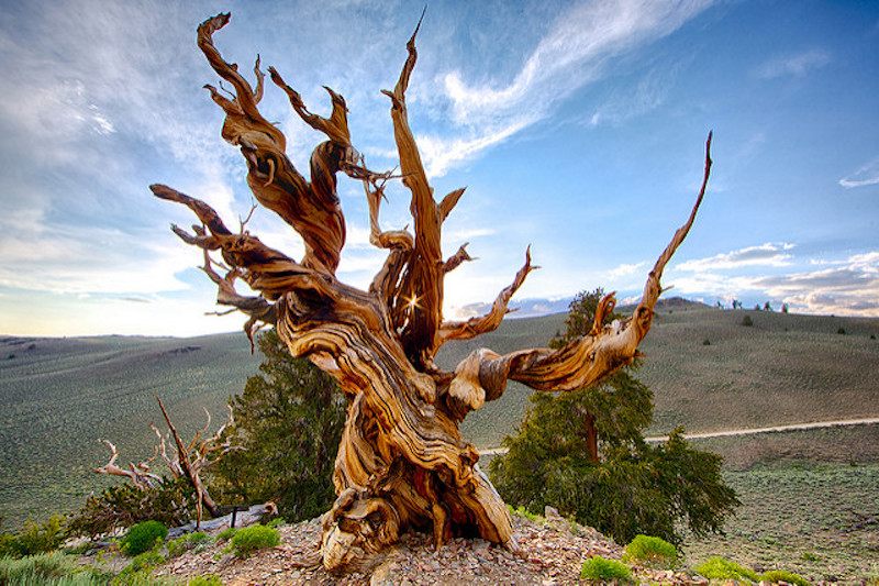 A bristlecone pine nearby.
