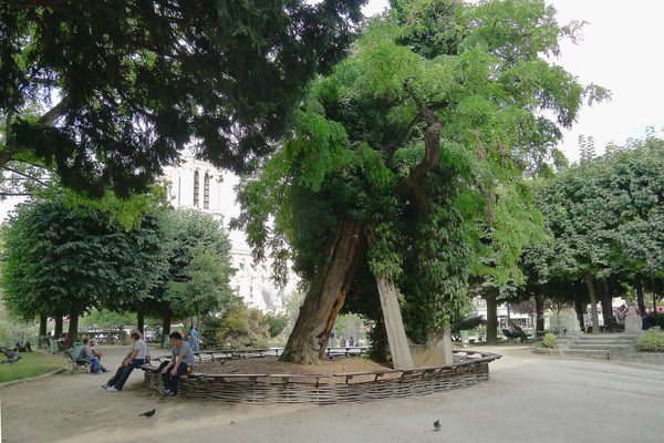 This black locust is the oldest tree in Paris.