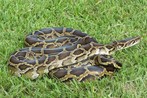 Fleeting Wonders: A Python in a Pile of Jeans