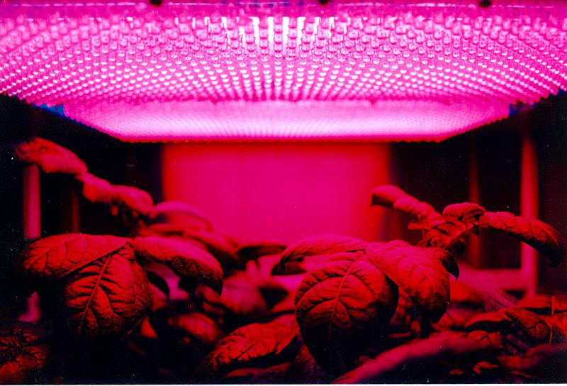 A panel of red LEDs used for illumination for a plant growth experiment with possible future application to food growing in space.