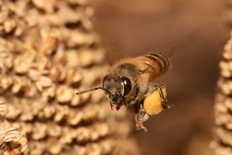 We're Getting Closer to Knowing Why Bees Are Dying Off Worldwide