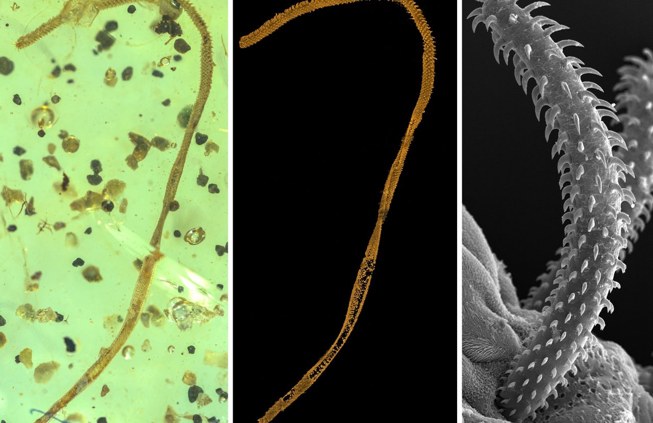 The amber finding is like <em>Jurassic Park</em>, but for tapeworms.