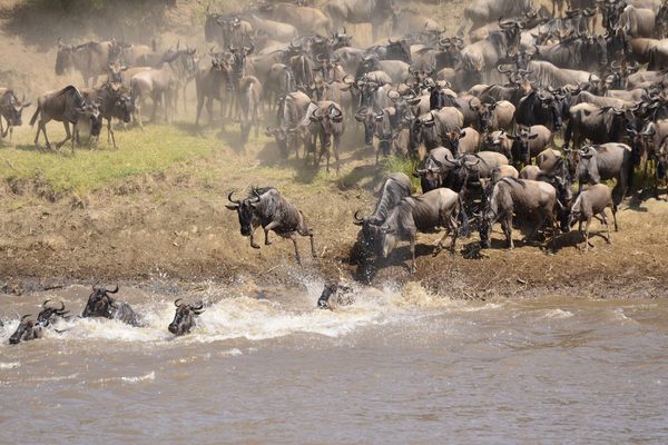 Wildebeest plunge into the Mara River