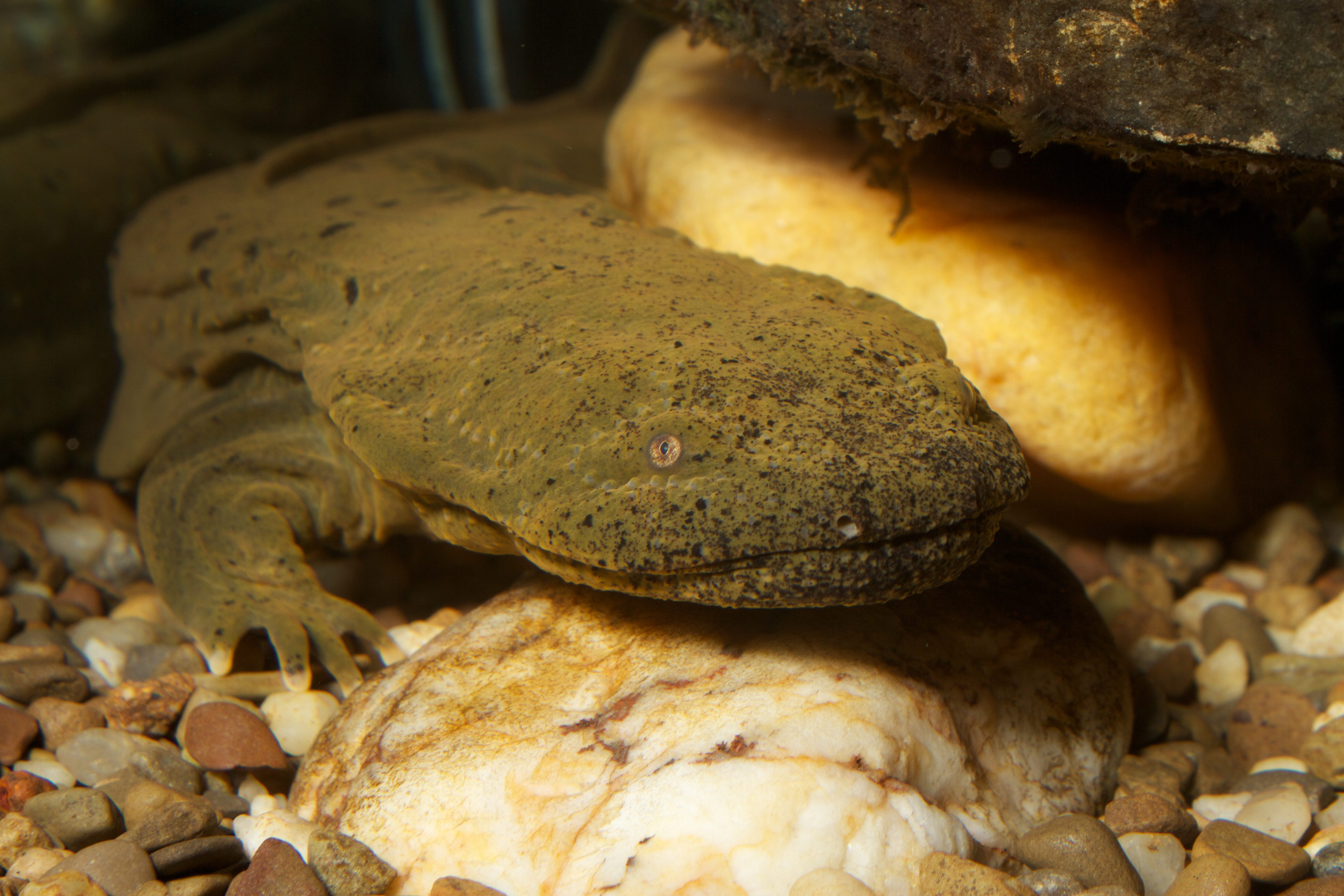 A hellbender can live for up to 30 years.