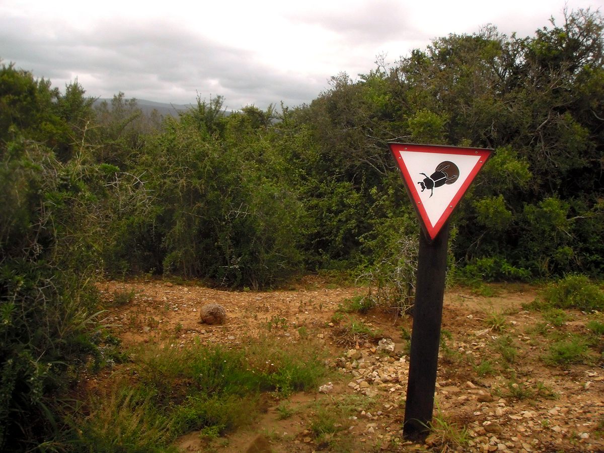 Might makes right (of way).