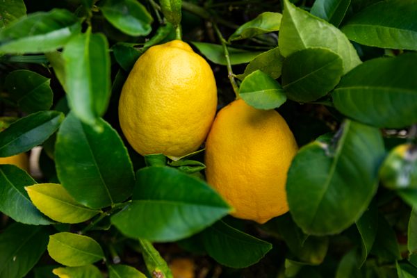 Meyer lemons are distinctly sweet and fragrant.