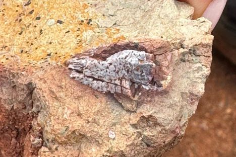 A fossil bone exposed in Algarve rock.