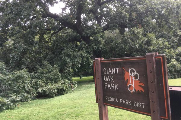 Giant Oak Park.