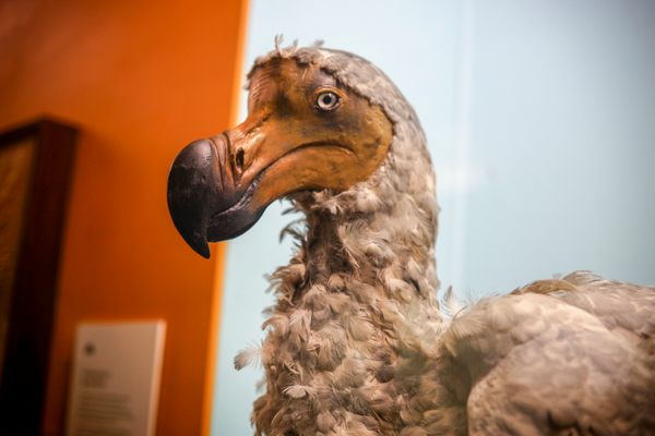 A dodo at the Natural History Museum in London.