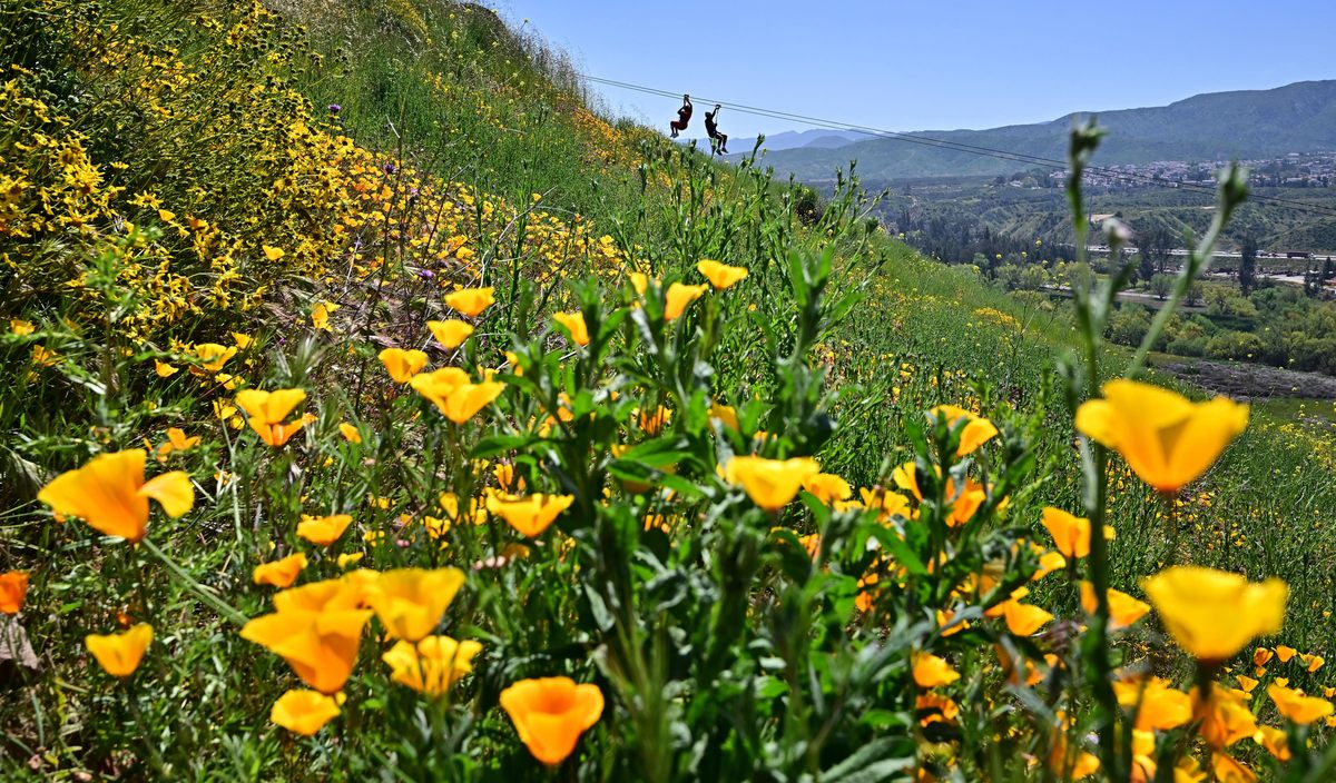 Two people zipline over the fields of poppies in Corona, California, just south of Los Angeles. Part of Skull Canyon Ziplines, this and other courses sail 80-to-300 feet above the wildflowers.