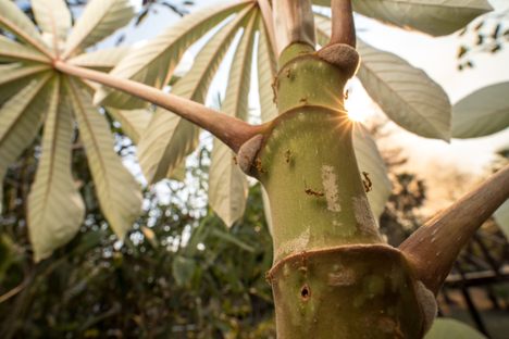 Azteca ants live within cecropia trees. 