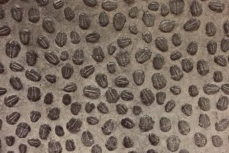 Trilobite wall at the Bizarre Beats exhibit.