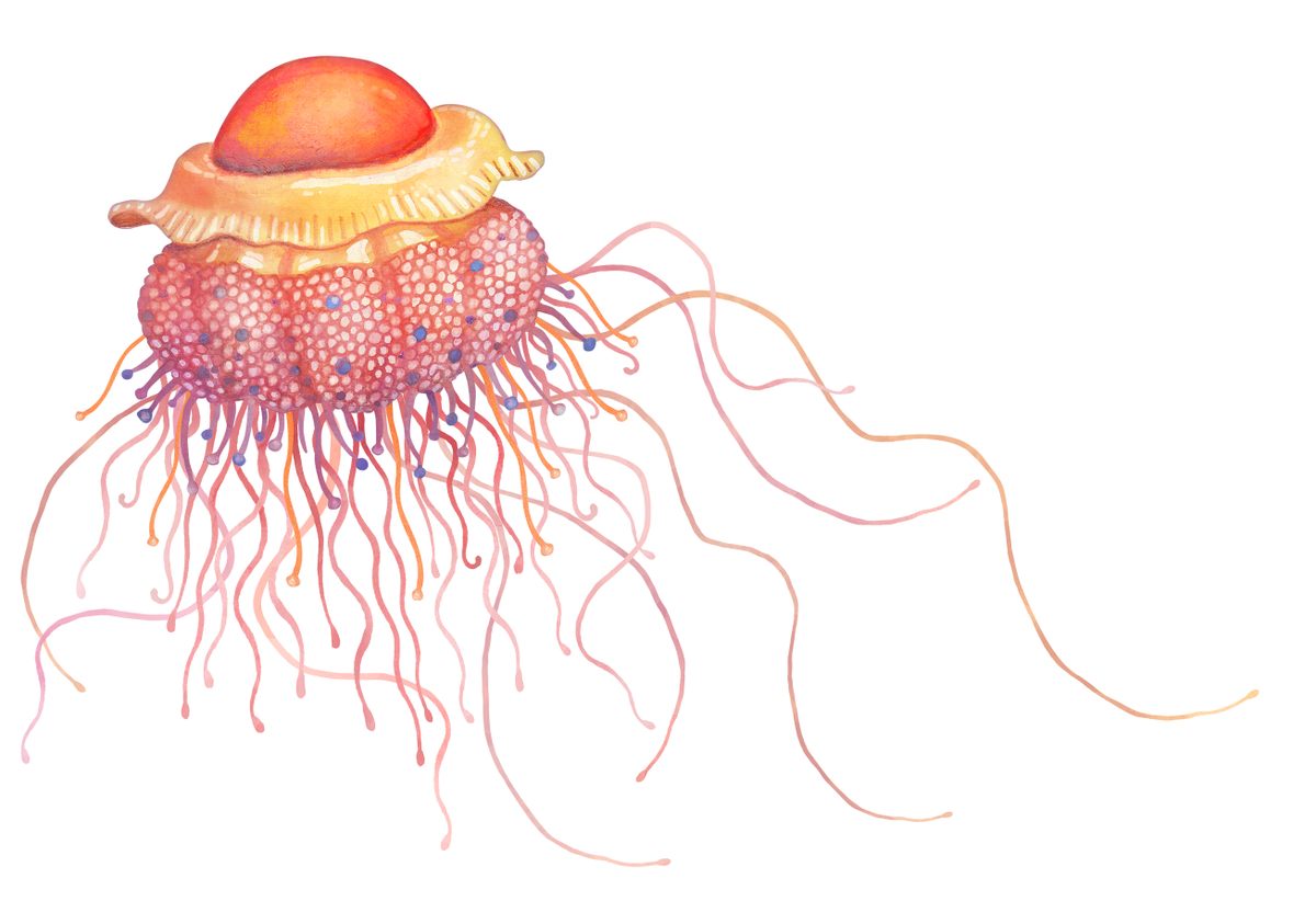 The fried egg jellyfish is also known as the egg-yolk jellyfish, perhaps by people who prefer their eggs scrambled.