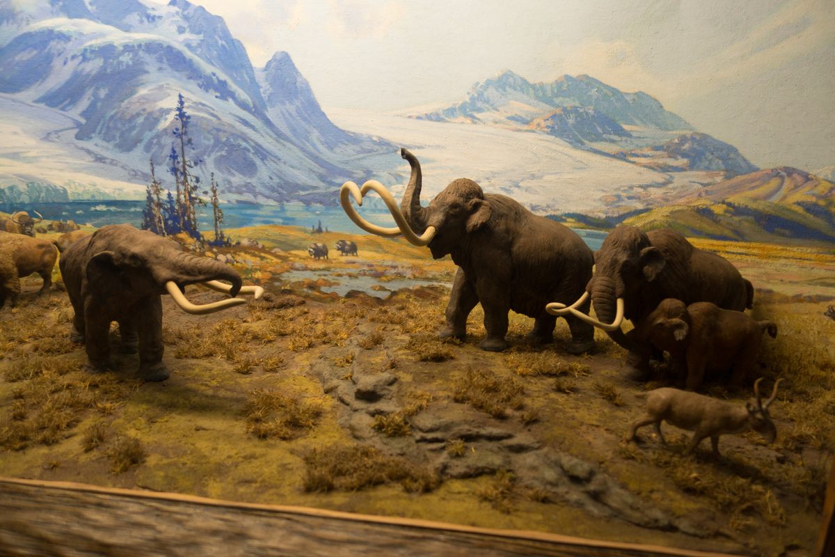 A mastodon diorama in the American Museum of Natural History in New York.