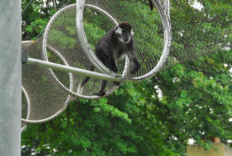 A white-cheeked spider monkey takes advantage of the "treetop trail."