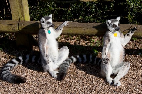 Lemurs engaged in a unique behavior called "sun-worshipping."